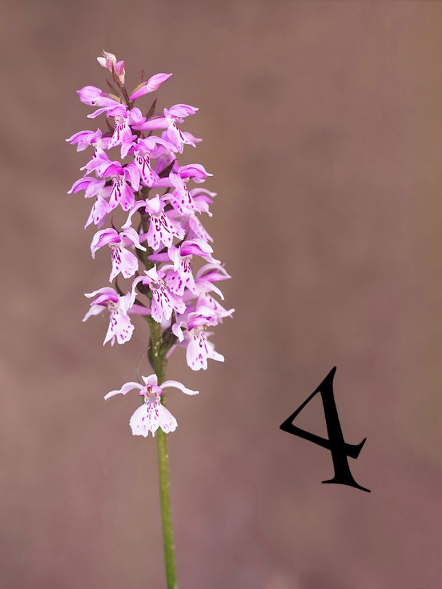 Orchidee degli Alpi Apuani....